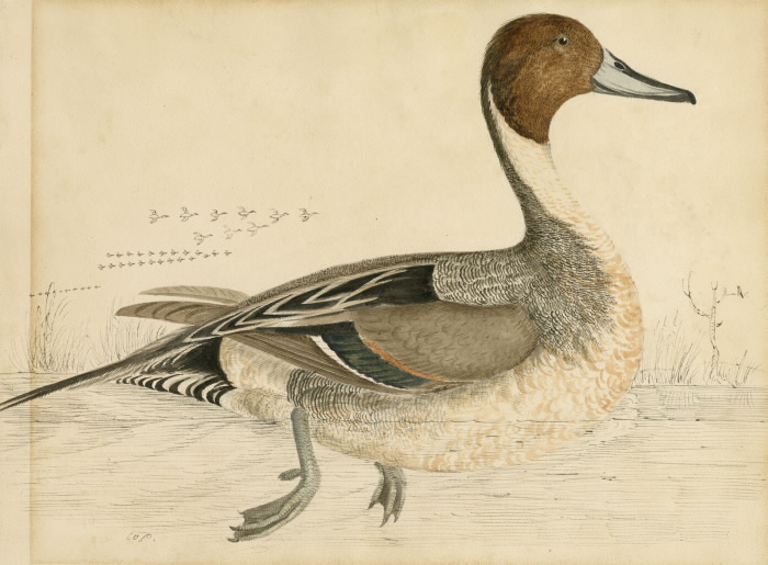 Pintail Duck illustration