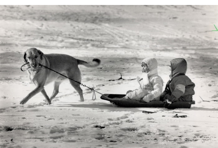 Dog holding leash attached to sled with two small children Dog holding leash attached to sled with two small children