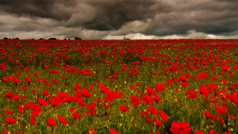 Field of Poppies Field of Poppies