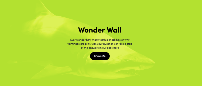 Wonder Wall Wonder Wall