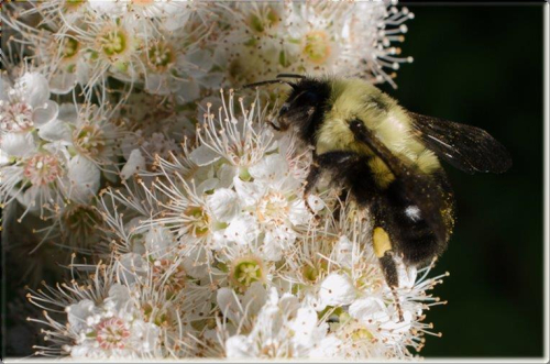 Toronto Botanical Garden Eastern bumble bee on meadowsweet Photo Credit Leslie Bol