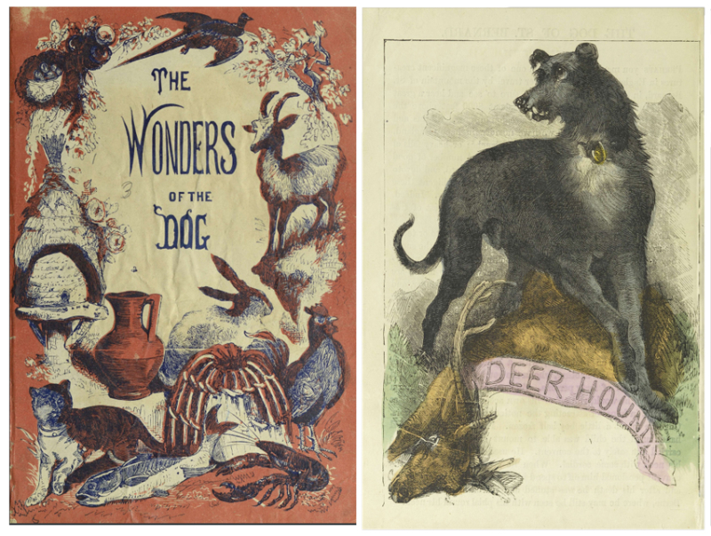 Book cover with multiple animals framing the title which reads The Wonders of the Dog and a different page of illustrated Deer Hound