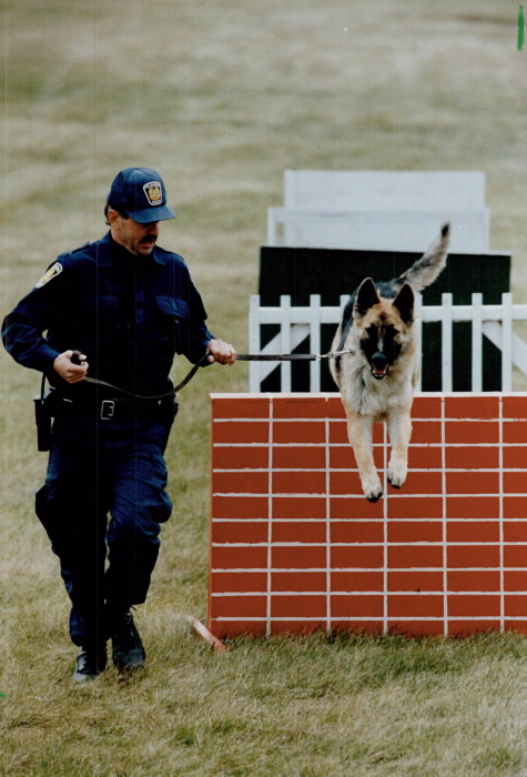 Man in police uniform leading a German shepherd as he jumps through an obstacle course