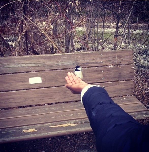Feeding a wild chickadee by hand