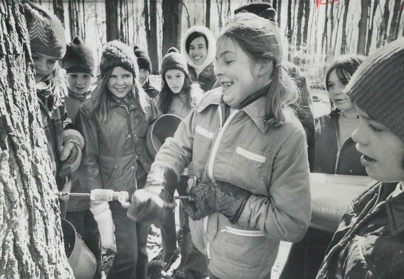 It's maple syrup time again -- tapping a maple tree in the Albion Hills Conversation Area in Caledon  1971