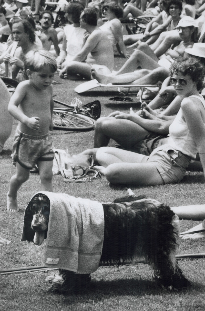 Dog day afternoon: It wasn't just human beings who tried to beat the heat yesterday as temperatures soared to 31.4C (88F)