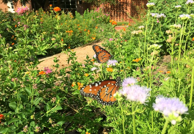Butterfly Garden
