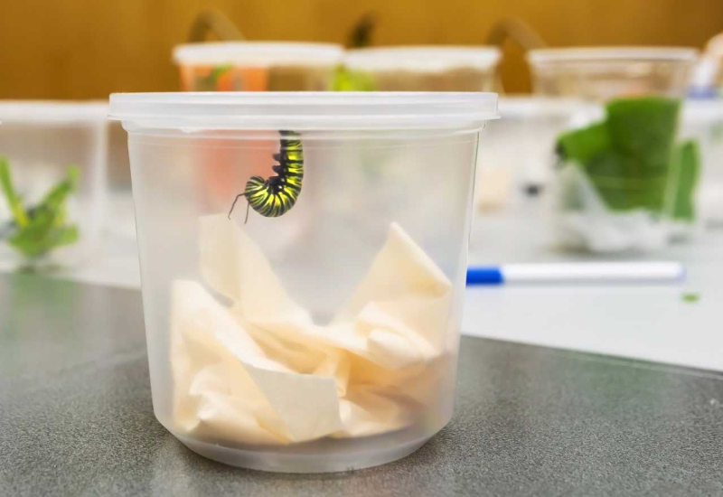 Caterpillar in J Formation Caterpillar in J Formation