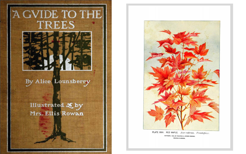 Illustration of red leaves and a Book cover A Guide to the Trees by Alice Lounsberry illustrated by Mrs Ellis Rowan and