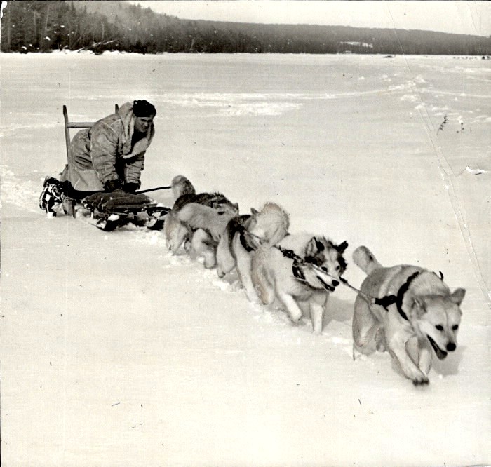 Four dogs pulling a men on a sled over snow