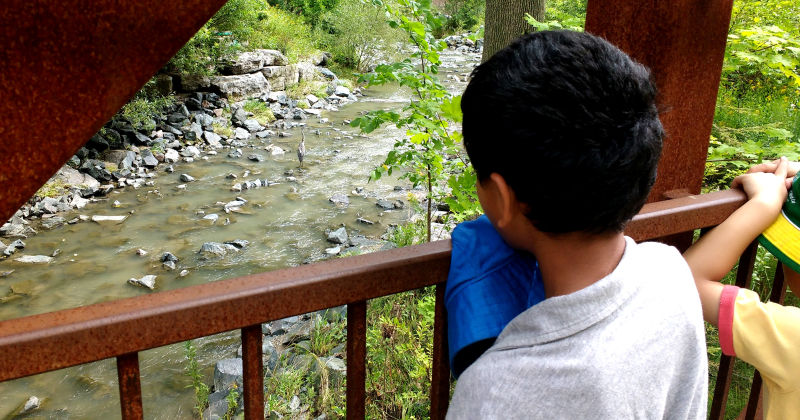 Observing a Great Blue Heron at the Wilket Creek during TBG's Nature Day Camp.