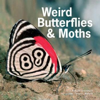 Weird Butterflies & Moths Weird Butterflies & Moths