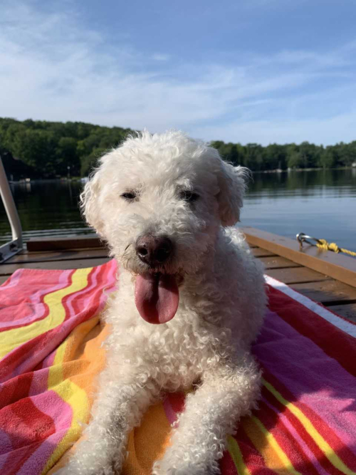 Cottage dock view 2019 Rufus (the dog) relaxing