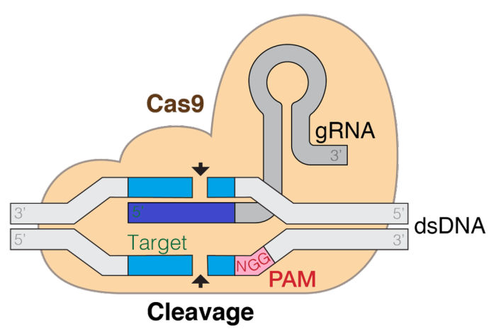 Targeted gene editing with Cas9 enzyme on CRISPR DNA sequence. Image courtesy of Wikimedia Commons. 