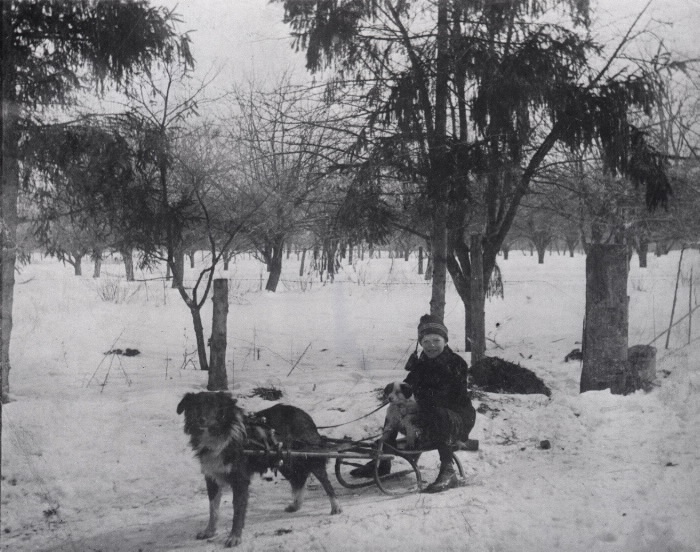 Boy and small dog on sled with a larger dog in a harness to pull them