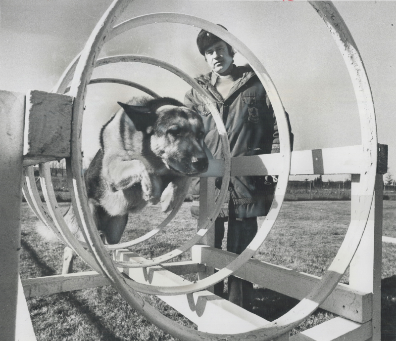 The Canadian obedience trial champion dog is Axel von Havelberg  5-year-old German shepherd  was trained by Wolfram Klose of Orono in 1974