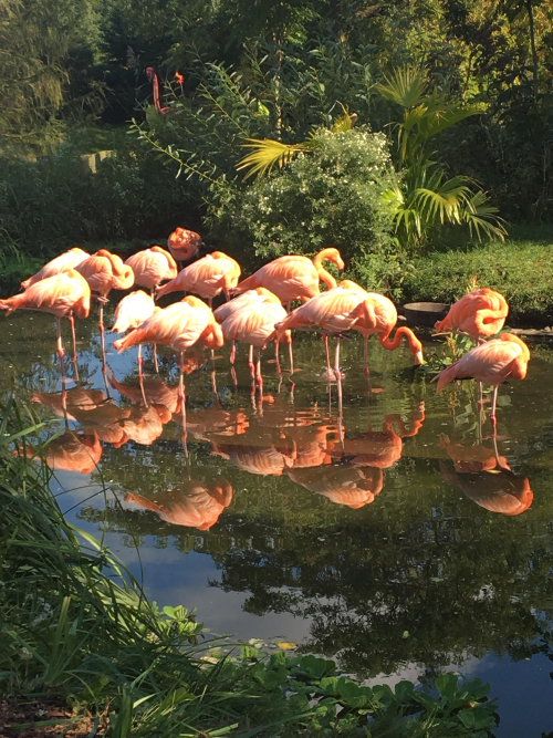 A flock of flamingos.