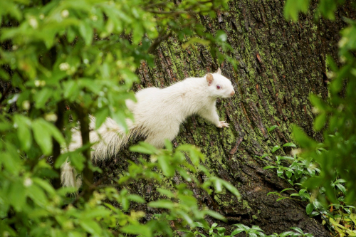 Whtie squirrel on a tree trunk in Trinity Bellwoods Park