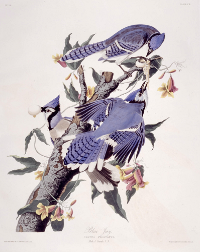 Blue Jay 1827 Blue Jay 1827