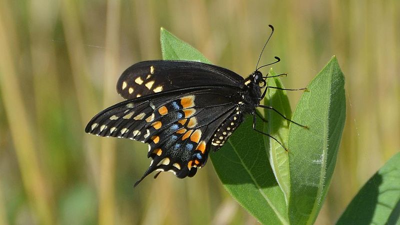 Black Swallowtail Butterfly