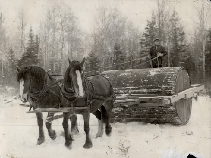 Man rides a large log pulled by two horses to clear a path for work on the correctional farm.
