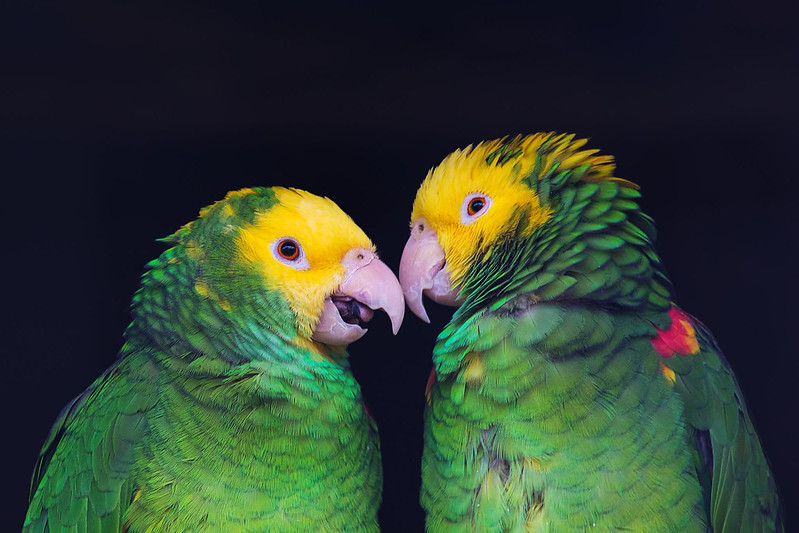 Two colourful parrots sitting beak-to-beak