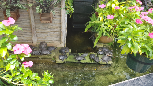 Allan Gardens Conservatory