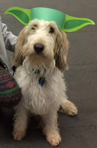 Dog wearing green paper Yoda ears
