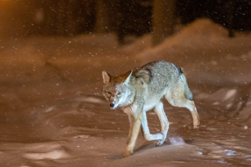 Coyote walking through the snow in Topham Park