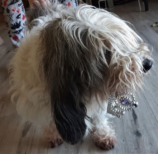 Dog carrying a plastic tiara in her mouth