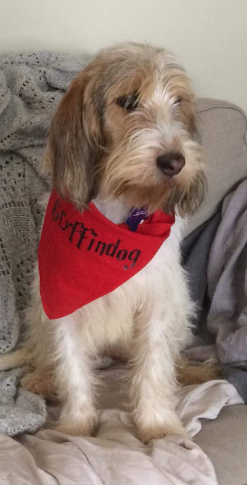 Dog wearing a red bandana that says Gryffindog