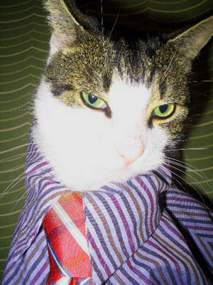 Cat wearing a shirt and tie