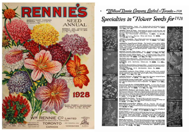 Two side by side pages one with illustrated flowers and cover text and the other with details in a catalogue of seeds for sale Two side by side pages one with illustrated flowers and cover text and the other with details in a catalogue of seeds for sale