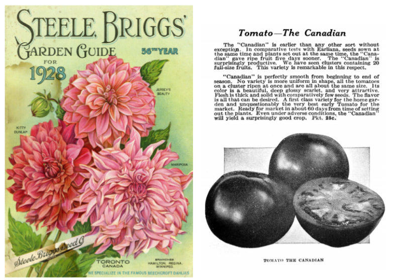 Two side by side pages, one showing illustrated cover with blooming flowers and the other showing tomato with lengthy text description Two side by side pages, one showing illustrated cover with blooming flowers and the other showing tomato with lengthy text description