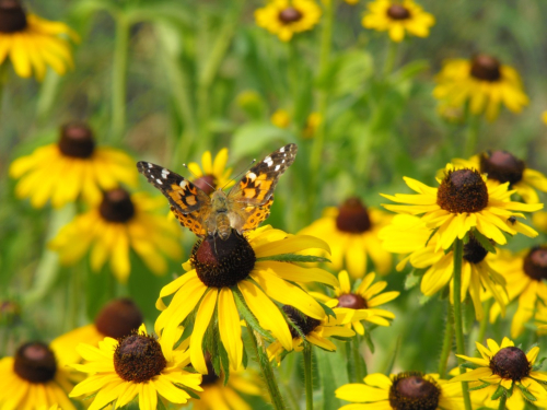 A butterfly on a flower