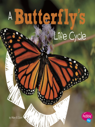 A Butterfly's Life Cycle A Butterfly's Life Cycle