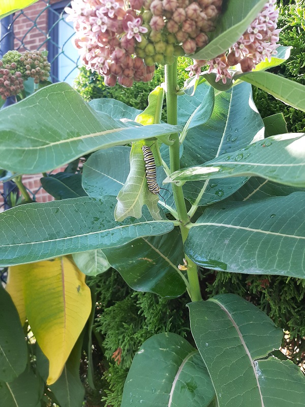 Large Caterpillar on Milkweed