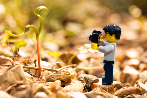 LEGO person photograping a small plant