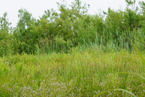 Tall green grass with green trees and shrubs in the background. Tall green grass with green trees and shrubs in the background.