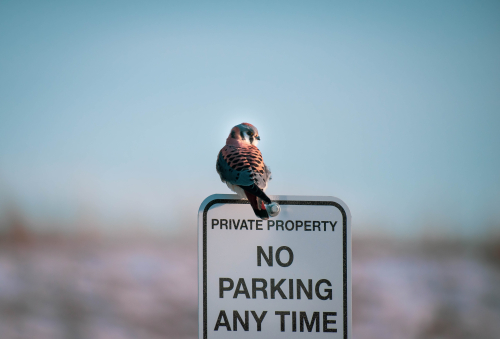 A bird with soft pinkish feathers sits on top of a No Parking sign.