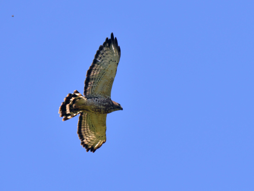 A hawk soars in the air with a clear blue sky.
