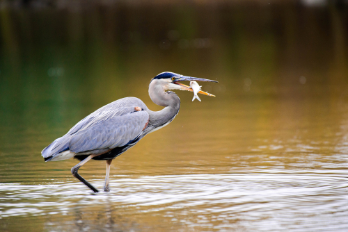 A heron holding a fish in its mouth while wading through shallow water.