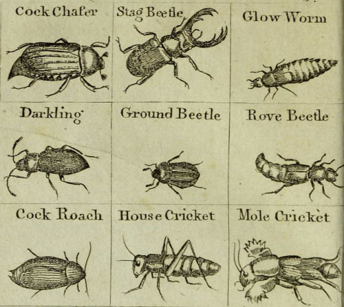 Black and white illustrations of insects