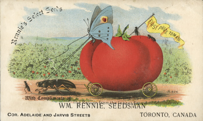 Illusetration of a butterfly riding a tomato designated as a prize winner with an insect pulling it Illusetration of a butterfly riding a tomato designated as a prize winner with an insect pulling it