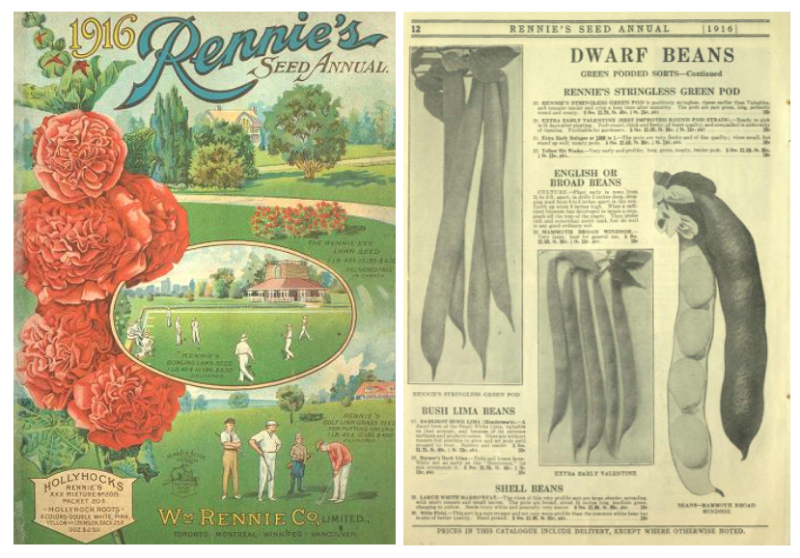 Two side by side pages one that is cover with illustration of golf grounds and flowers and the other showing inside page of seed catalogue beans of various kinds Two side by side pages one that is cover with illustration of golf grounds and flowers and the other showing inside page of seed catalogue beans of various kinds