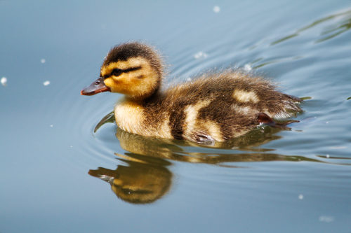 A swimming baby duck