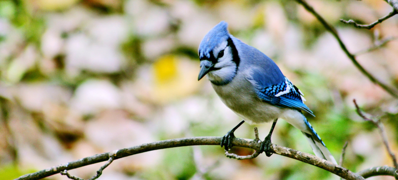 Blue jay bird