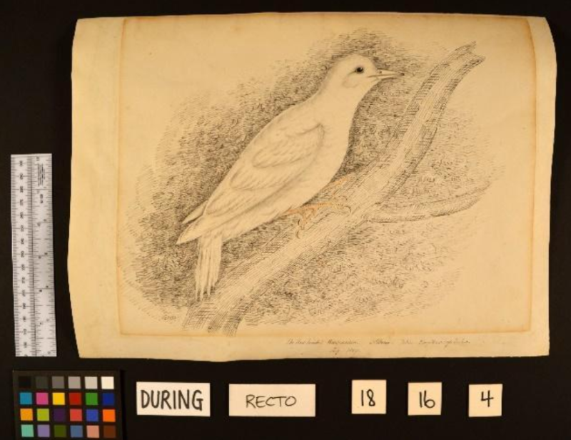 Old paper drawing of bird with paper curled