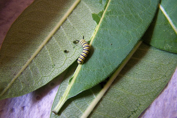Caterpillar