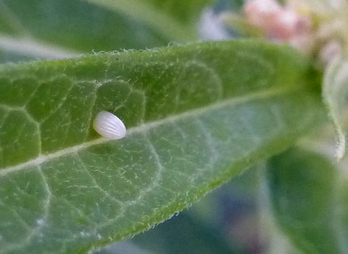 Butterfly egg on leaf Butterfly egg on leaf